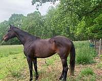 english-pleasure-thoroughbred-horse