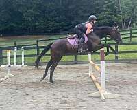 jumper-thoroughbred-horse