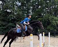 trail-riding-thoroughbred-horse