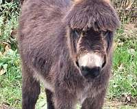 cash-miniature-horse