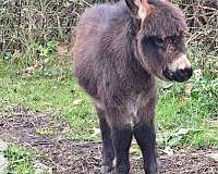 all-around-miniature-donkey