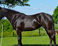 black-none-horse