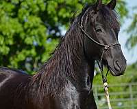 all-around-friesian-horse