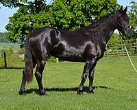 dressage-friesian-horse