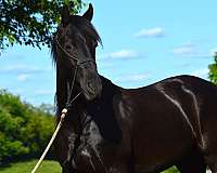 trail-friesian-horse