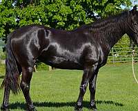 black-friesian-mare