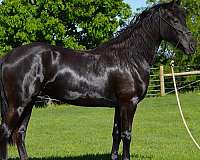 black-all-around-horse