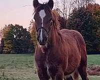 champion-bloodlines-gypsy-vanner-horse