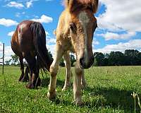 champion-bloodlines-gypsy-vanner-horse