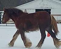 champion-pedigree-gypsy-vanner-horse