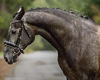 dressage-level-1-gelding