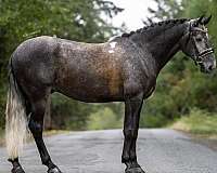 dressage-andalusian-horse