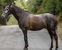 grey-andalusian-gelding