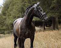 grey-dressage-horse