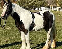 great-pedigree-gypsy-vanner-horse