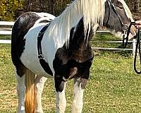 great-temperament-gypsy-vanner-horse