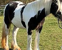 kid-friendly-gypsy-vanner-horse