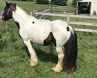 blagdon-gypsy-vanner-horse