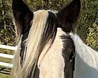 excellent-prospect-gypsy-vanner-horse