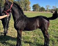 champion-stallion-friesian-quarter-horse