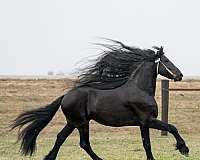 fbr-friesian-quarter-horse-colt-stallion