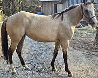 white-socks-crooked-unique-blaze-pony