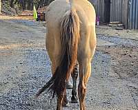 all-papers-quarter-pony