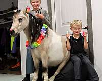 beginner-safe-kid-pony