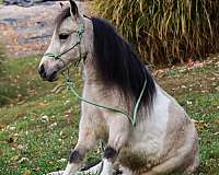 bridle-pony