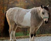 buckskin-pony