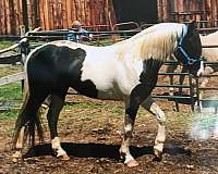 paint-horse-for-sale