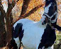 black-halter-horse