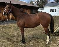 experienced-stallion-paint-thoroughbred-horse