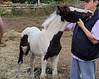 bay-paint-thoroughbred-foal