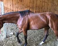 bay-paint-thoroughbred-stallion