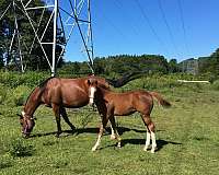 black-paint-thoroughbred-mare