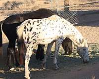 halter-appaloosa-knabstrupper-horse