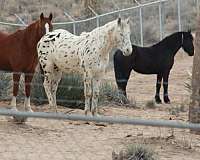 trained-appaloosa-knabstrupper-horse