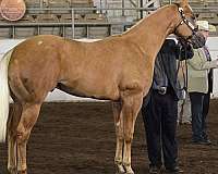 futurity-money-winner-quarter-horse