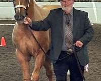 triple-registered-halter-show-horse-quarter