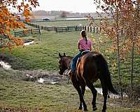 horsemanship-quarter-horse