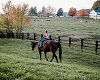 husband-safe-quarter-horse