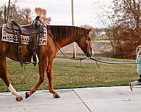 red-roan-western-dressag-horse