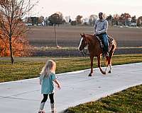 barrel-quarter-horse