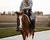 barrel-racing-quarter-horse