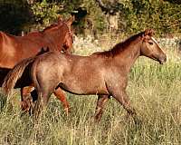 athletic-quarter-horse