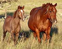 breeding-quarter-horse