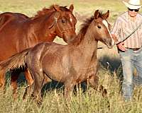 calf-roping-quarter-horse