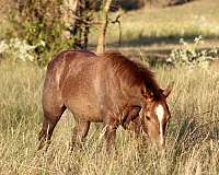 mounted-patrol-quarter-horse