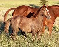 ranch-versatility-quarter-horse